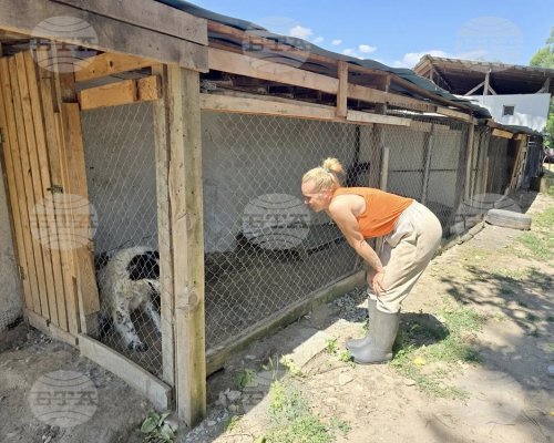 Доброволци искат да изградят свободна зона за кучета в приютa в Гоце Делчев