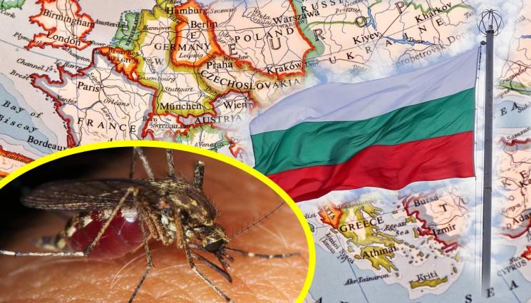 Гръцките здравни власти предупреждават: Пазете се от комарите, идва нилска треска! Гръцките здравни власти предупреждават: Пазете се от комарите, идва нилска треска!