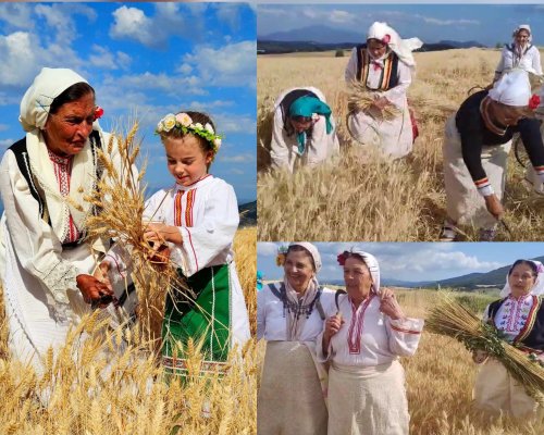 Логодажките баби дадоха старт на жътвата в Благоевградско