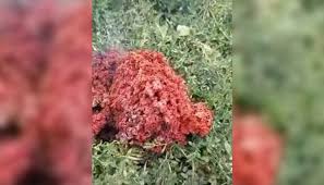 Какви са теориите за произхода на червената материя, паднала в Якоруда Какви са теориите за произхода на червената материя, паднала в Якоруда