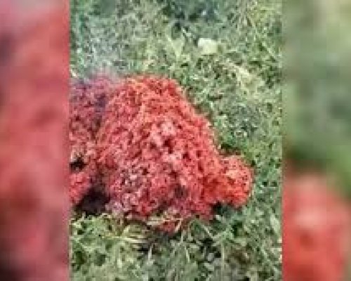 Какви са теориите за произхода на червената материя, паднала в Якоруда