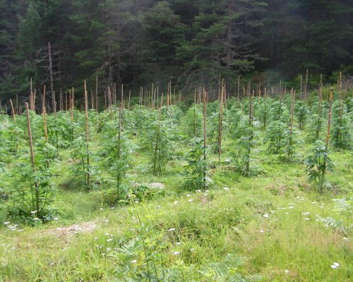 Открита наркоплантация с около 50 растения канабис край село Ключ, община Петрич