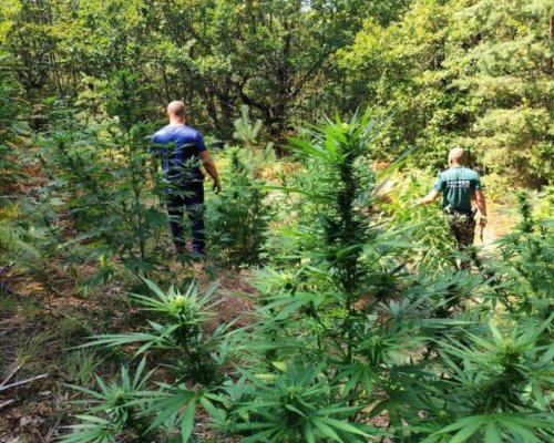 Удар на полицията: Откриха огромни плантации с канабис в Огражден планина, унищожиха над тон растения (СНИМКИ)