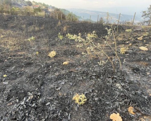 Пожарът над Симитли е локализиран! На терен остават екипи да наблюдават ситуацията