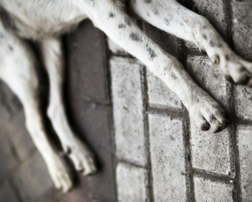 Домашно куче убито в с. Соволяно полицията разследва