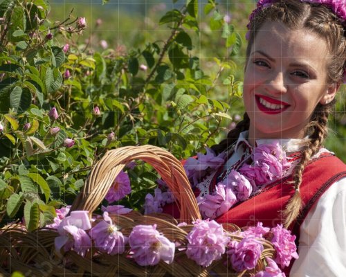 Пиринско цъфти: Розата намира нов дом край Сандански и Петрич