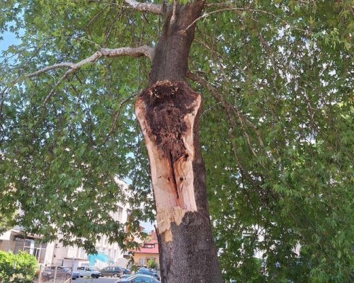 Чинар се разцепи в центъра на Благоевград, по чудо няма пострадали