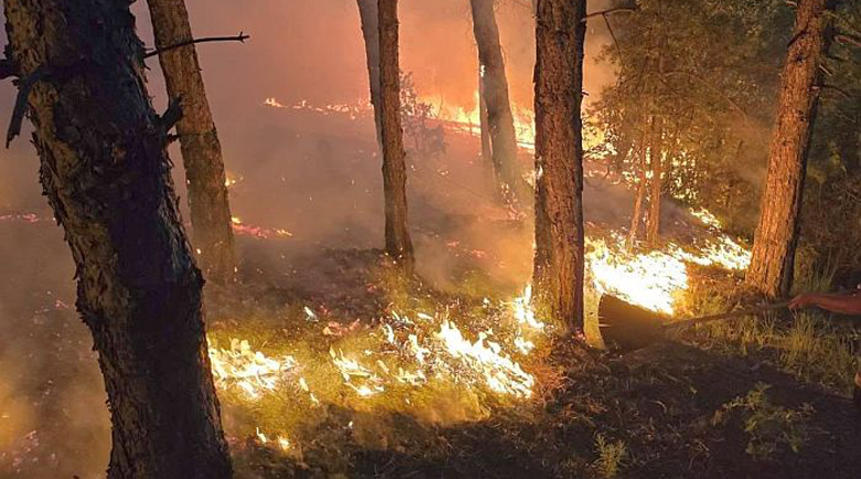 Напролет залесяват изпепелените гори в Пирин