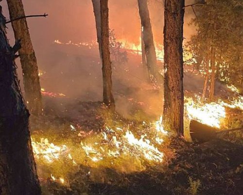 Напролет залесяват изпепелените гори в Пирин