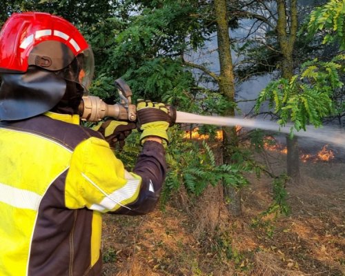 След пожара в Пирин: 50 години са нужни за възстановяване на гората