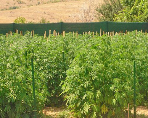 УДАР!Криминалисти от Сандански откриха нива с над 200 стръка канабис край село Плоски