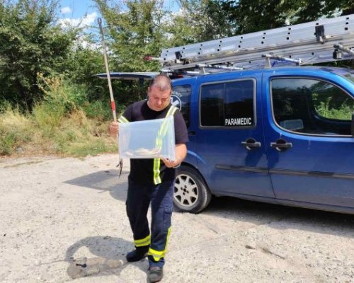 Смок  пропълзя във водомерна шахта в Бело Поле, хванаха го жив и го върнаха в природата