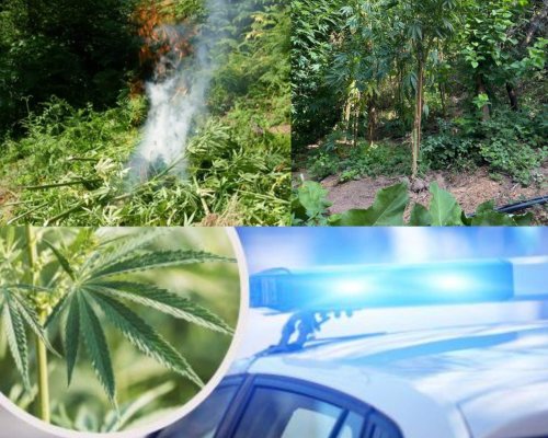 41 канабисови растения открити и унищожени край Гоце Делчев