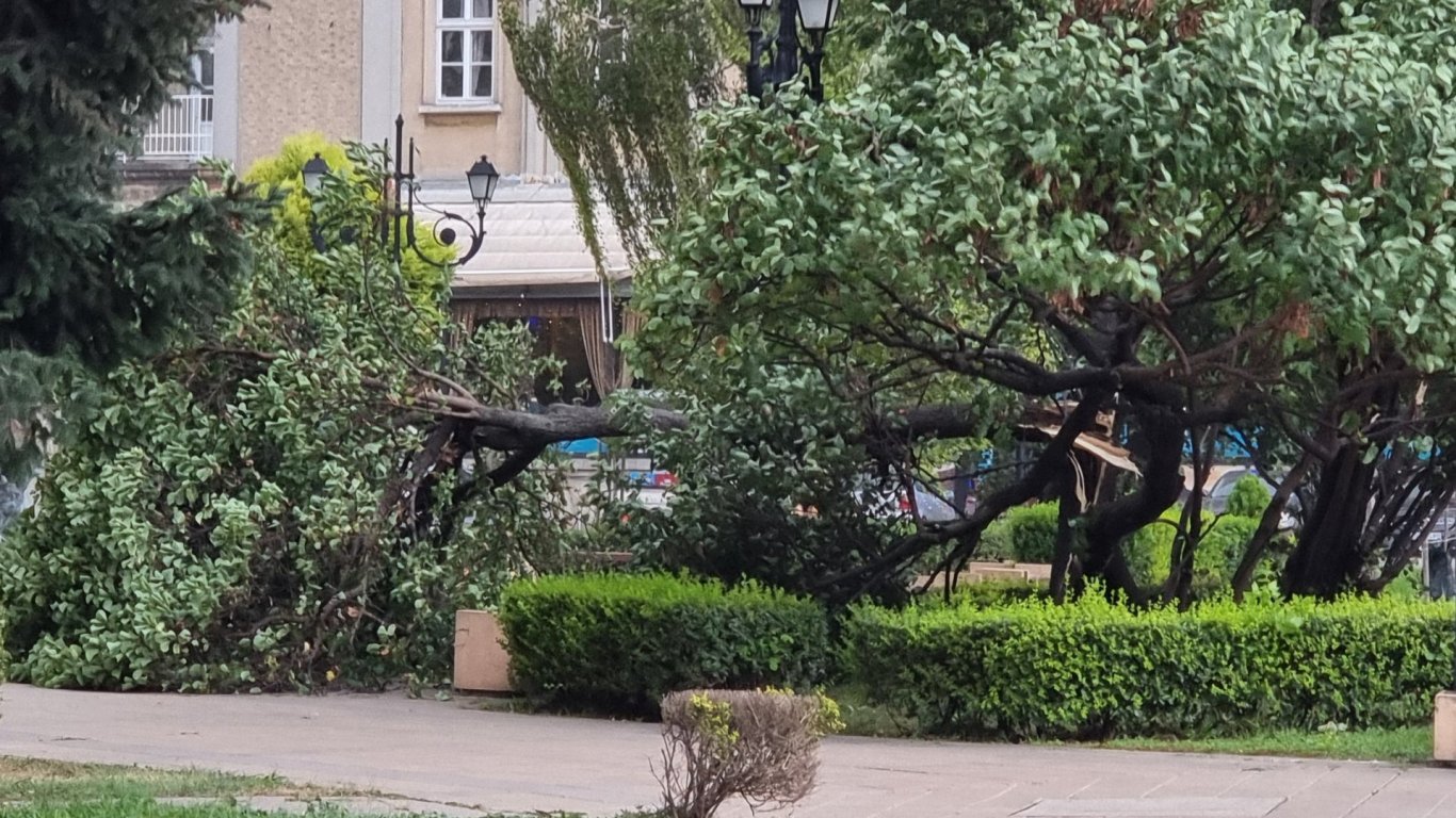 След фаталния инцидент в Пловдив: Дървото, убило мъж на пейка, е било фитосанитарно здраво