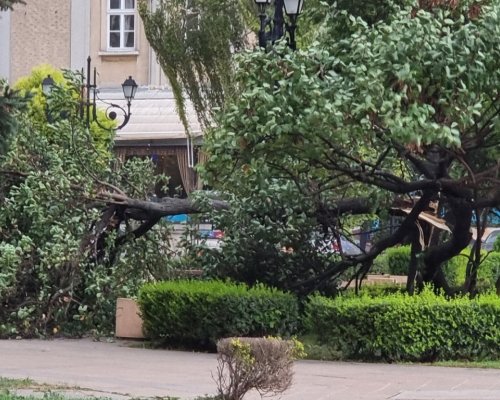 След фаталния инцидент в Пловдив: Дървото, убило мъж на пейка, е било фитосанитарно здраво
