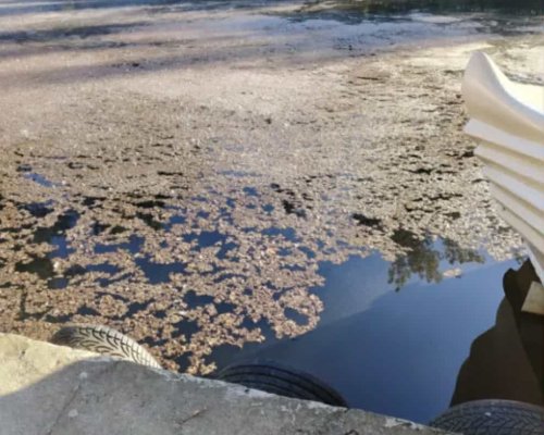 Да очакваме ли крокодили? Езерото в парк Бачиново заприлича на блато