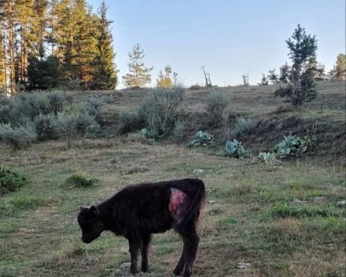 Внимание покарай Сатовча ! В района на две села са забелязани мечки с малки да нападат добитък