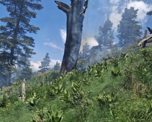 Пожар избухна в гората над Якоруда