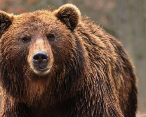 Паркът за мечки в Белица с ново работно време от 1 септември