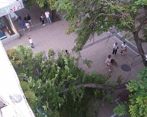 Инцидент в центъра на Благоевград! Голям клон падна пред Тото пункта
