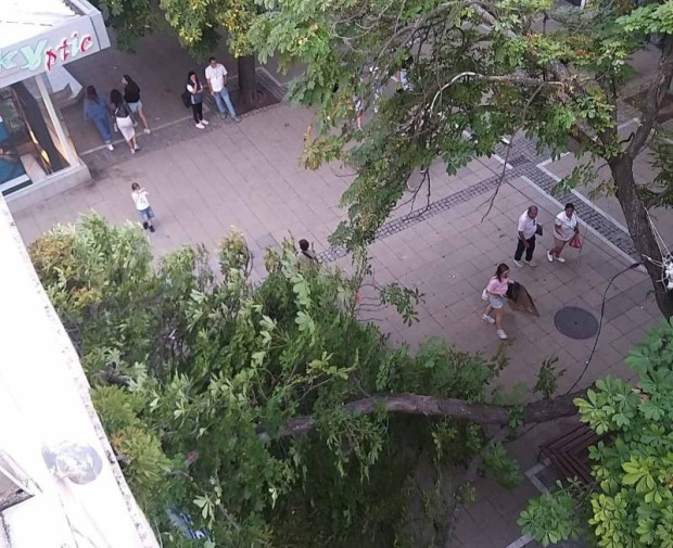 Проверяват състоянието на дървото, чийто клон се прекърши в центъра на Благоевград