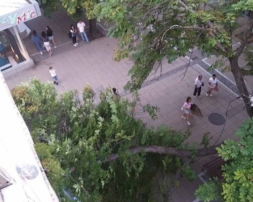 Проверяват състоянието на дървото, чийто клон се прекърши в центъра на Благоевград