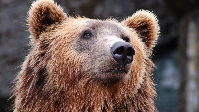 Мечка стръвница уби 4 агнета в манастир край Сопот Мечка стръвница уби 4 агнета в манастир край Сопот