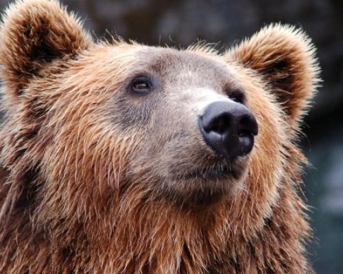 Мечка стръвница уби 4 агнета в манастир край Сопот