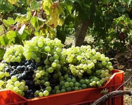 Определени са датите за начало на гроздобера в община Гоце Делчев