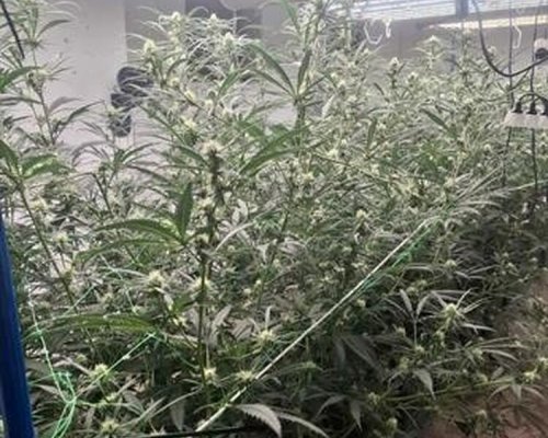 МВР: 7 души са задържани след акция на ГДБОП в София и Перник, при която са разбити пет наркооранжерии