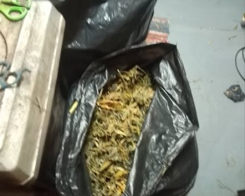 ГДБОП разкри модерна оранжерия за канабис в Добрич, задържан е 37-годишен мъж