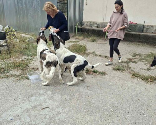 Нов дом, нов живот: Осиновиха куче по кампанията на Банско-ОСИНОВИ МЕ