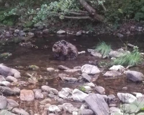 Паркът за мечки в Белица ще лекува пострадало мече, открито в река край Смолян