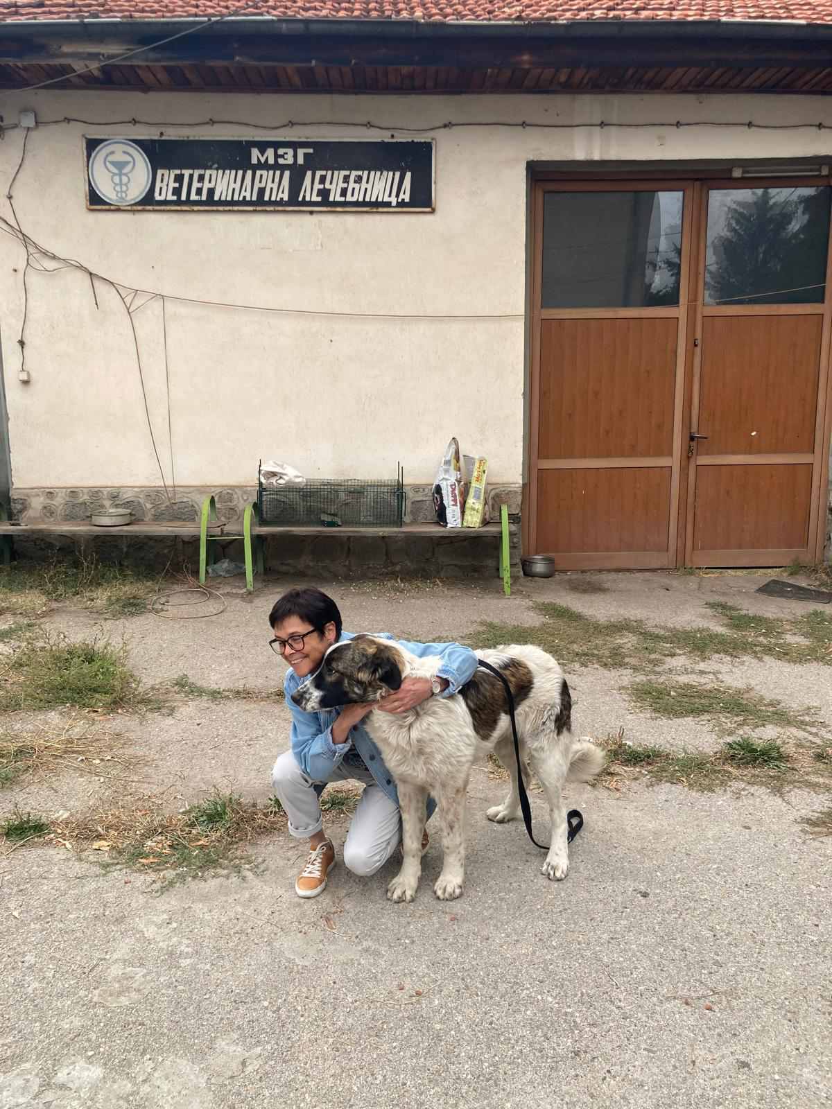 Още едно куче от Банско намери своя дом чрез кампанията ОСИНОВИ МЕ Още едно куче от Банско намери своя дом чрез кампанията ОСИНОВИ МЕ