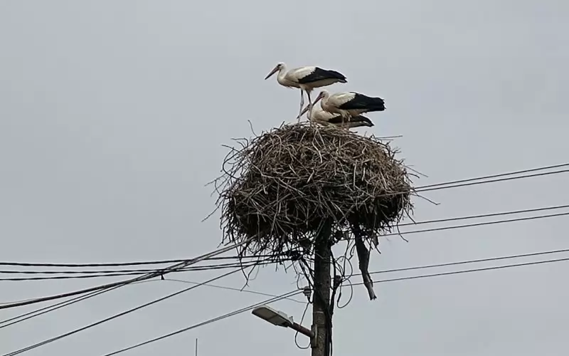 Бум на щъркели в село Баня Бум на щъркели в село Баня