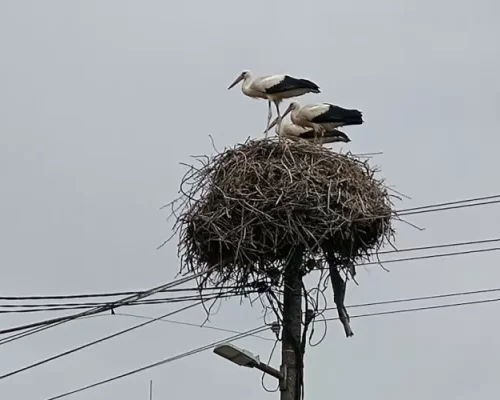 Бум на щъркели в село Баня