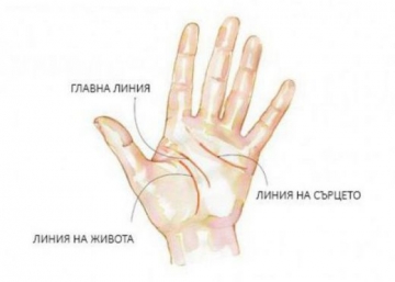 Какво разкриват за теб линиите на ръката ти