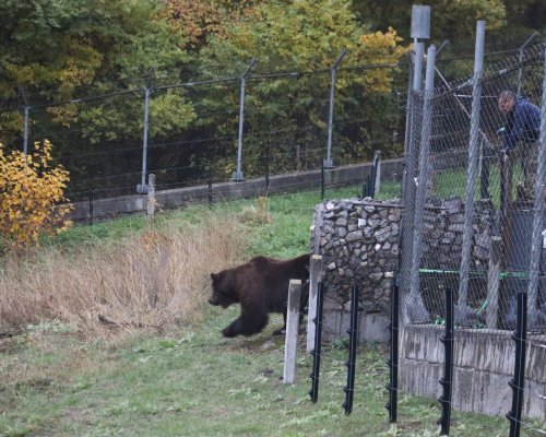 Две мечета от Украйна са новите обитатели на Парка за мечки в Белица