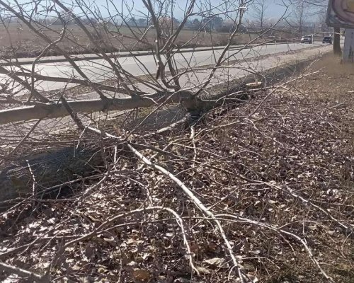 Груба вандалска проява  край Разлог, към хижа Яворов са отсечени пет млади тополи!