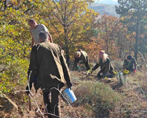 Започна есенното залесяване на опожарени площи над с. Мечкул(СНИМКИ)