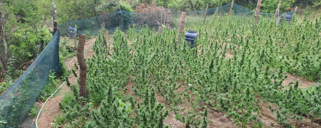 Ченгетата откриха нива с канабис край дупнишкото село Баланово Ченгетата откриха нива с канабис край дупнишкото село Баланово