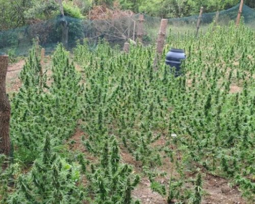 Ченгетата откриха нива с канабис край дупнишкото село Баланово