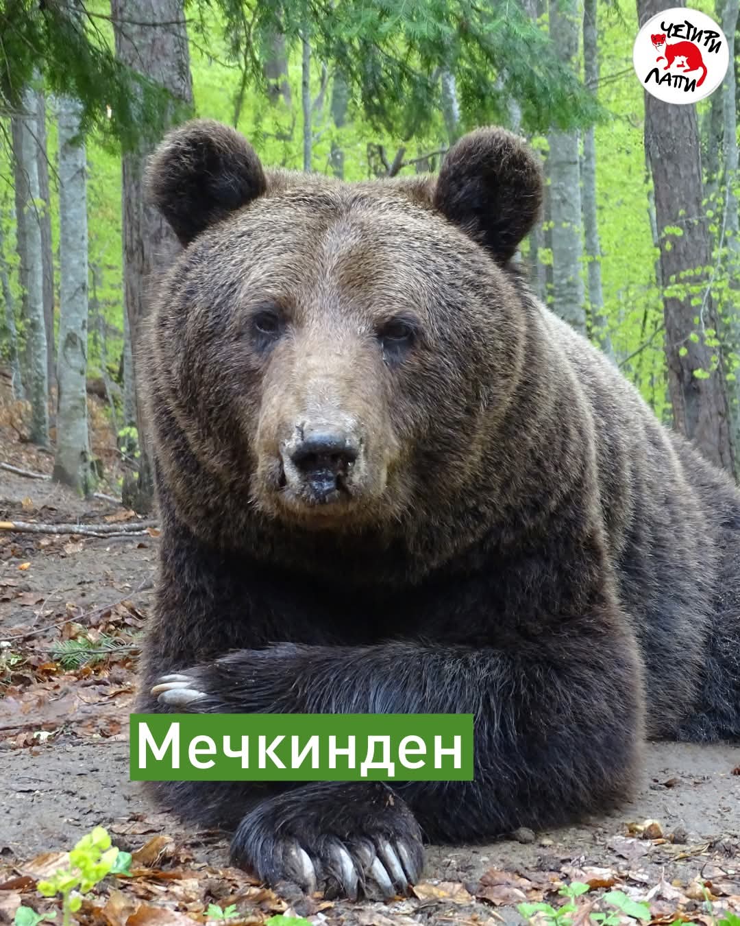 Днес отбелязваме Мечкинден