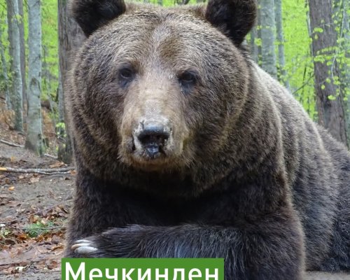 Днес отбелязваме Мечкинден