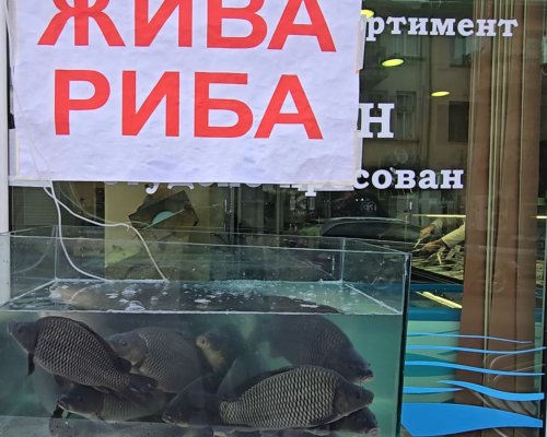 Изобилие от шаран и друга прясна риба в Дупница за Никулден
