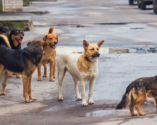 Кампания за безплатна кастрация на кучета и котки започва в Сандански