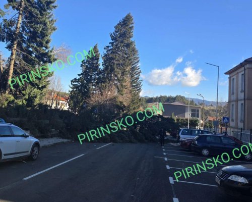 ВНИМАНИЕ: Силен бурен вятър повали няколко дървета и билборд в Добринище