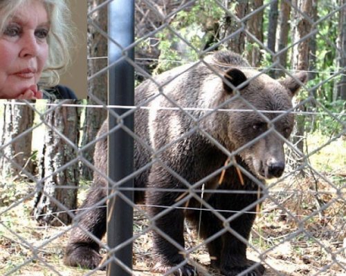 Съболезнователно писмо от кмета Радослав Ревански за Бриджит Бардо-жената прославила Белица с Парка за мечки