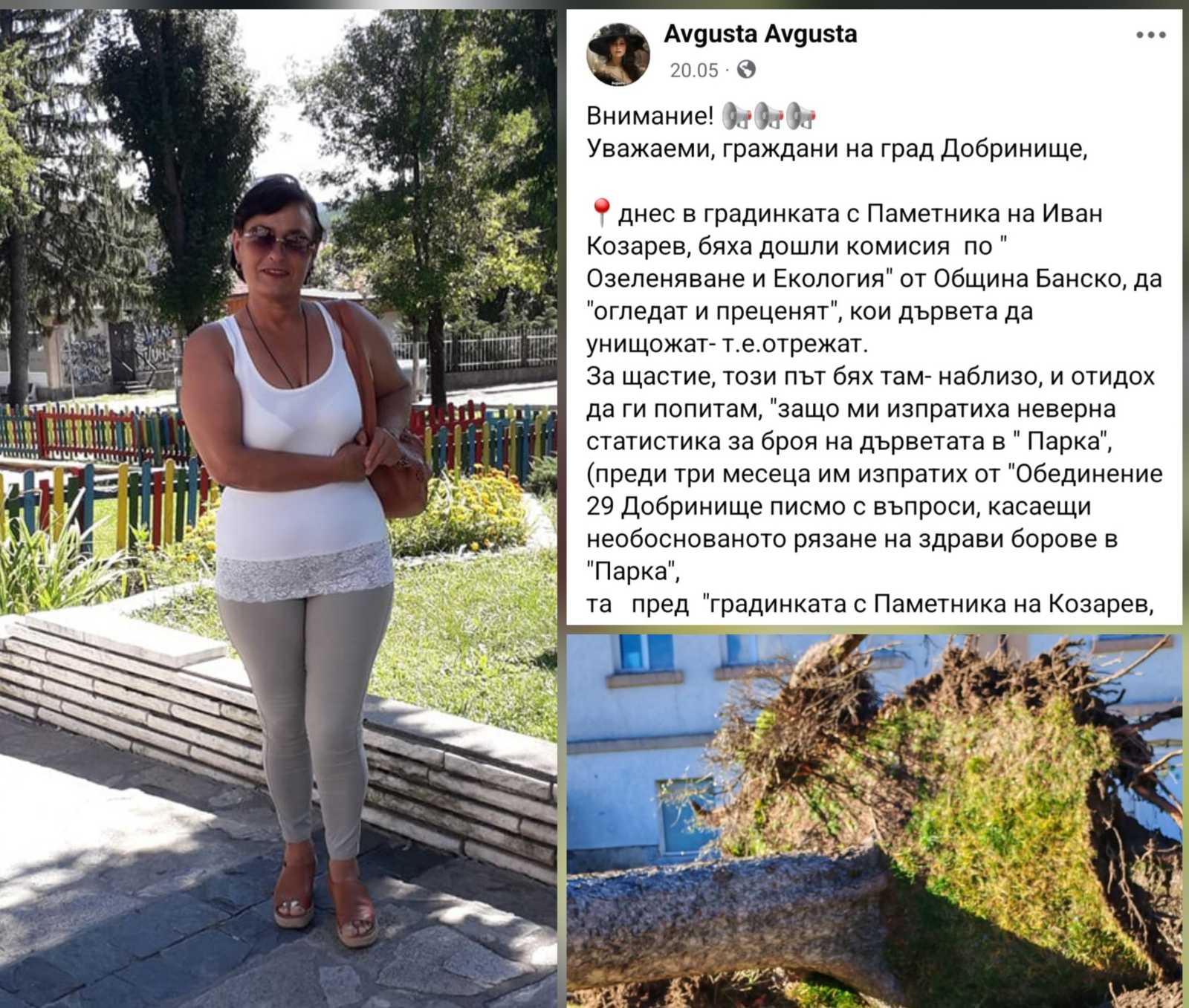 Падналите дървета в Добринище, резултат от спряна проверка на общинска комисия по озеленяване от местна активистка Падналите дървета в Добринище, резултат от спряна проверка на общинска комисия по озеленяване от местна активистка