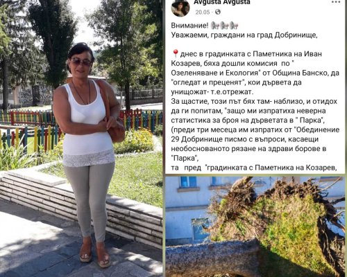 Падналите дървета в Добринище, резултат от спряна проверка на общинска комисия по озеленяване от местна активистка